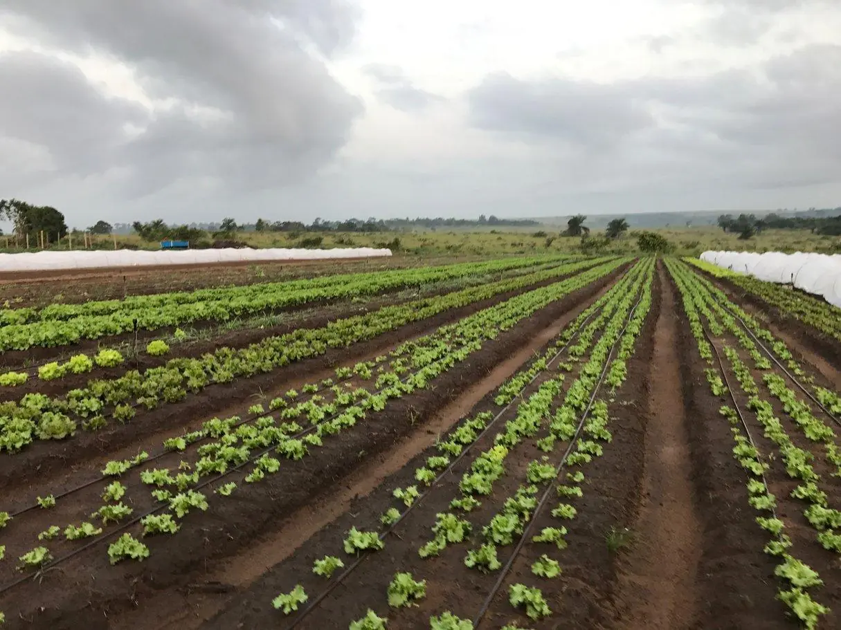 Illustration d'une agriculture moderne et semi-industrielle en Afrique